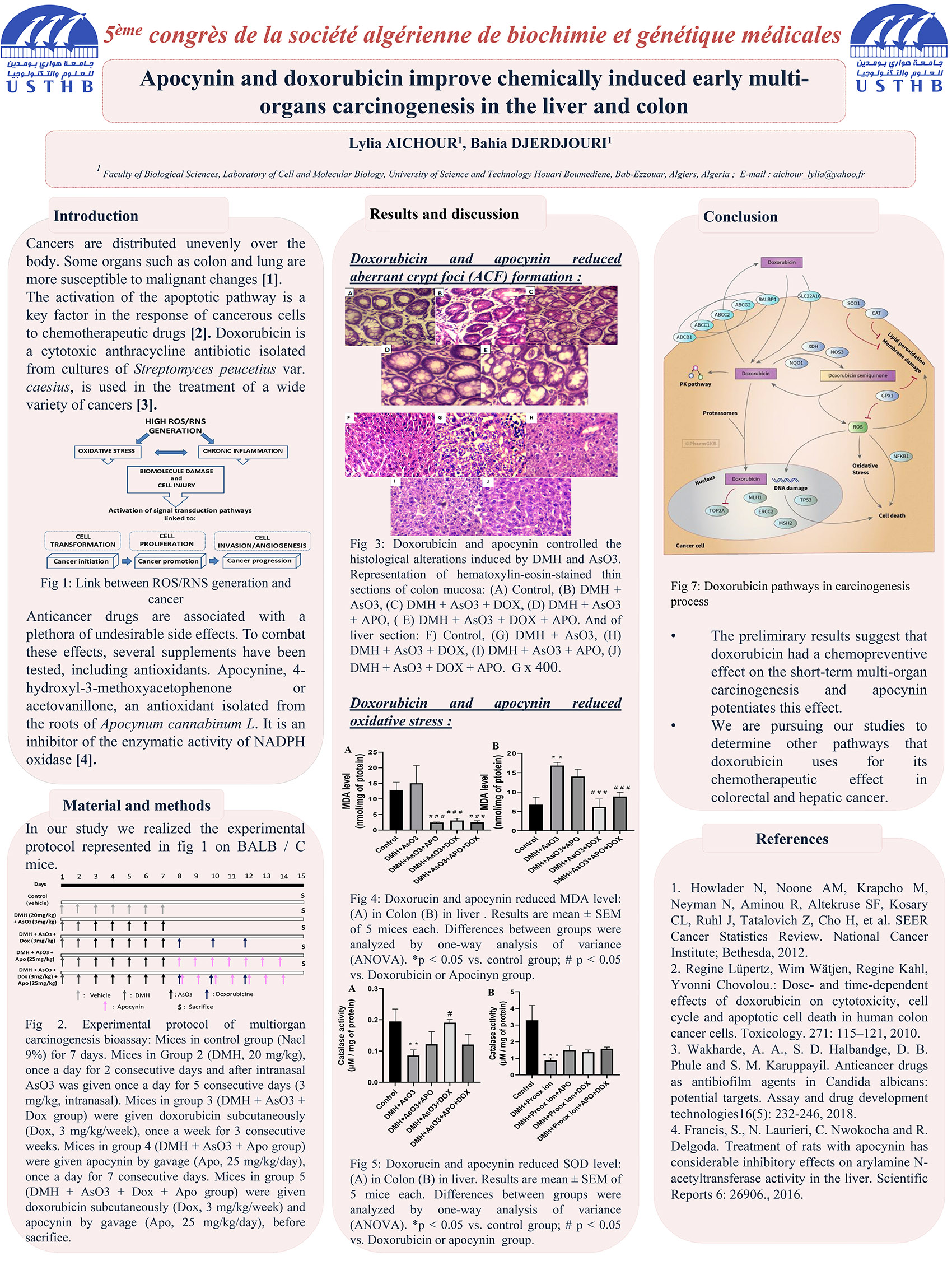 P57 : Apocynin and doxorubicin improve chemically induced early multiorgans carcinogenesis in the liver and colon